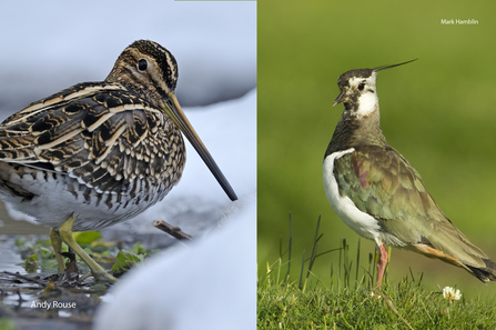 On the left a snipe in the snow, on the right a lapwing on grassland