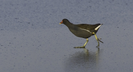 Moorhen walking on a frozen lagoon