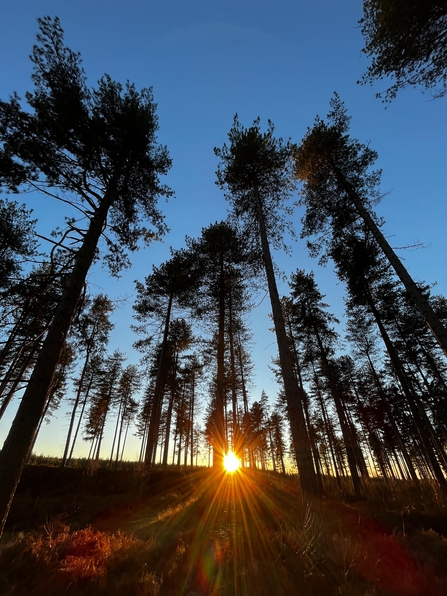 A group of tall pine trees with a low sun bursting through between the trunks set against a blue sky