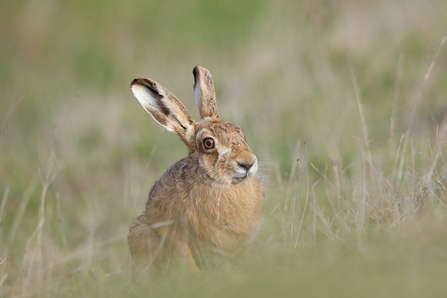 A young brown/grey mammal sitting in a pale grey field of long grass