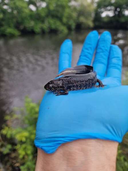 Male great crested newt