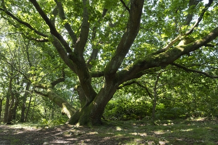 An okay tree in the afternoon sun