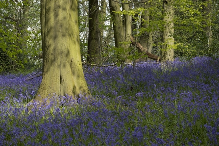 Bluebells in a sunny woodland