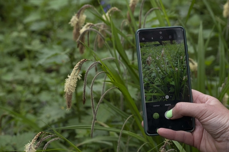 pendulous sedge being photographed with a mobile phone