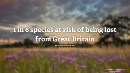 A grassland at sunset with a tree on the horizon. Text reads 1 in 6 species at risk of being lost from Great Britain