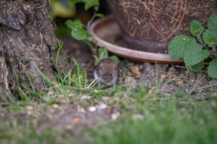 A small brown mammal with an off white under carriage nibbling seed next to a plant pot and tree trunk
