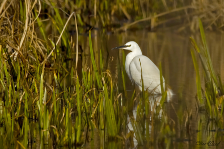 A white bird with long legs and a black beak resting among reeds in water