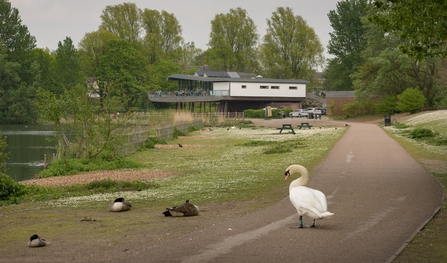 A grass lakeside area with ducks sleeping and a white swan standing on the pathway. A large high building is in the background.