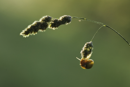 A snail clings to a fluffy grass seed head