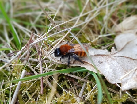 A rusty red furry bee sitting on a dead leaf among grass on the floor