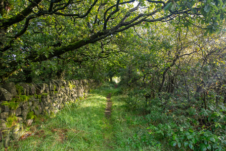 A path leads into the far distance with a drystone wall bordering it to the left and a stunted woodland of oaks encasing the pathway