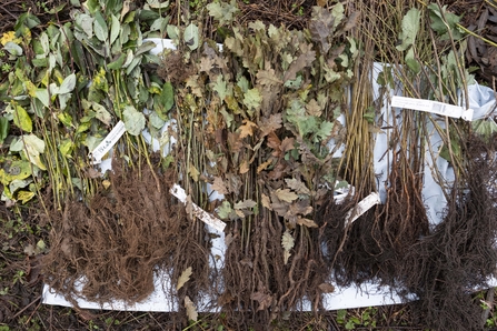 Groupings of tree saplings lay in bundles on top of a white bag, ready for planting. Some species have their autumnal leaves.