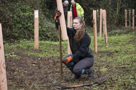 A woman in outdoor clothes and garden gloves kneels near a wooden post adjusting a tree guard around a sapling. Behind her are more tree guards and newly planted trees.