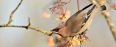 A striking grey bird with a black 'mask' over its eye and black and white tipped wings and tail. Its perched in a tree reaching for an orange berry.