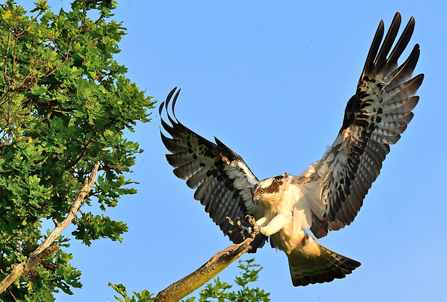 An osprey large bird of prey with white feathers underneath and black wings and tail lands on a branch of a tree with its wings outstretched