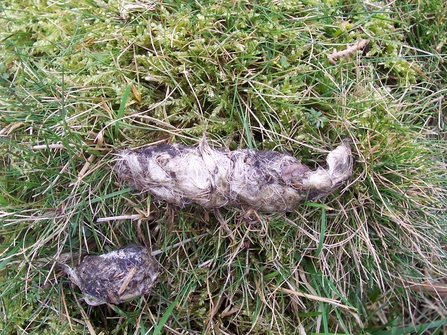 A sample of fox scat in the grass. 