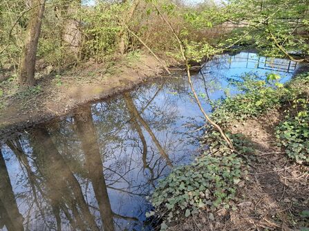 A brook reflecting trees and a blue sky.