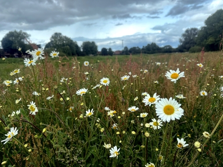 Oxeye daisies bloom in a field under a summer sky.