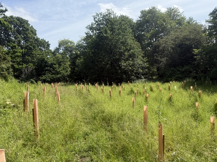 A clearing filled with saplings protected by tree guards.