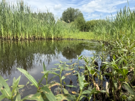 A pond surrounded by lush green foliage.