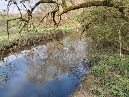 A river reflecting the sky runs under a tree leaning over the water.