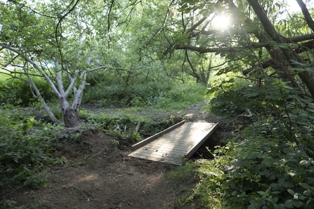 A bridge over a small brook in a shaded woodland. Light is filtering through the tree tops.