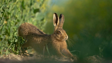 Brown hare Lepus europaeus An adult stretching on fringes of a field of rapeseed.