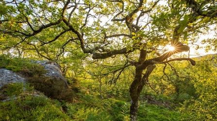 Moss covered tree in an area of rainforest