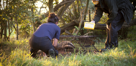 SWT carrying out a badger vaccination