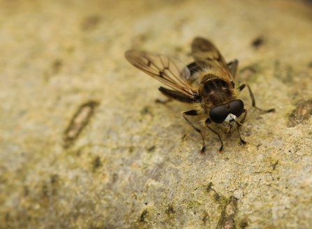 A small fly-like insect with translucent wings and a large black mask-like eye area sitting on a log