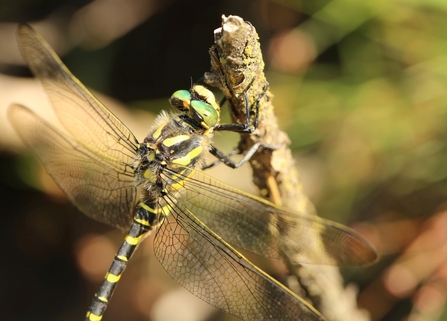 A large dragonfly resting on a twig. It has a golden and black banded body and green 'eyes'