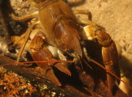 A close up of a white clawed crayfish - an aquatic creature that looks a little like a lobster - it has a shell and two large claws with eyes protruding from each side of it's head and very long antennas