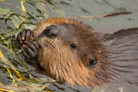 A beaver eating leaves in a river.