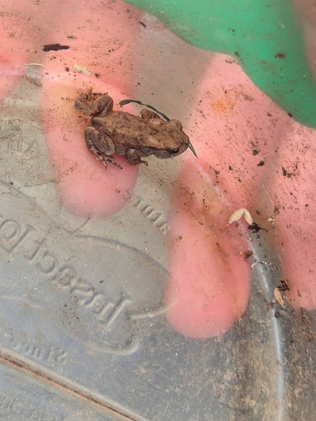 A tiny brown baby toad sitting in a plastic container
