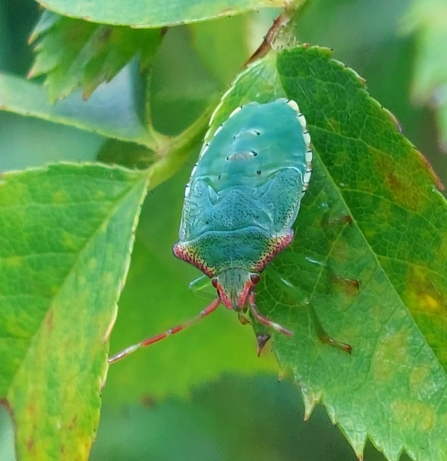A bright green beetle sits on a green leaf