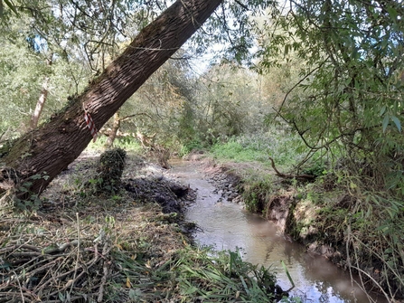 A brook runs under a leaning tree it has been widened to allow better flow of water and is murky.