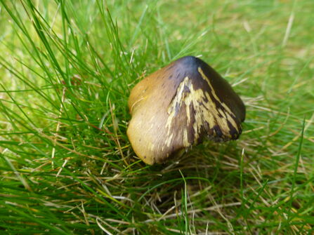 An olive green fungi which is turning black among grass