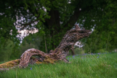 A fallen tree which looks like a dragon among long green grass