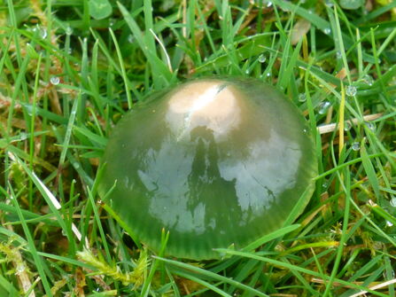A translucent but vibrant green fungi which looks gooey and soft growing among grass