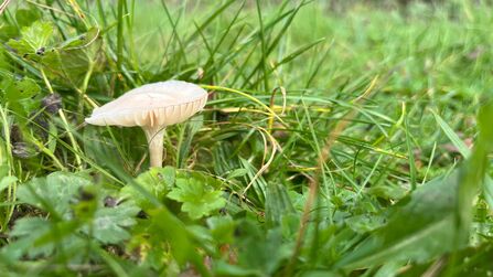 A small pale white/cream fungi among grass