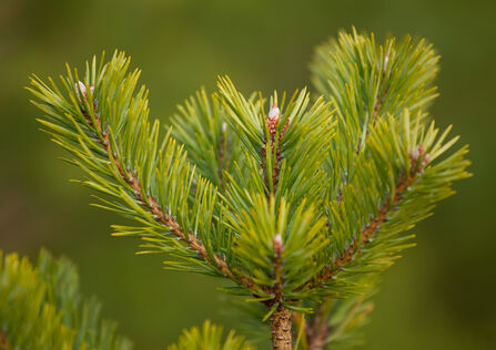 The topmost branches of a small Scots pine