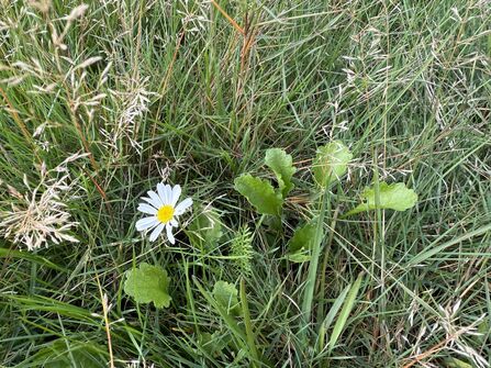 A small oxeye daisy peeks up through a variety of grasses. The oxeye daisy is easy to identify by its large, round flower heads that appear on single, tall stems. It has spoon-shaped leaves at its base and thin, jagged leaves along the stem.