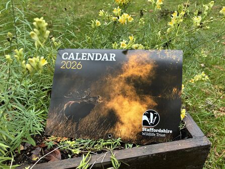 A 2026 calendar with a picture of the deer on the front, balancing in flower bed.