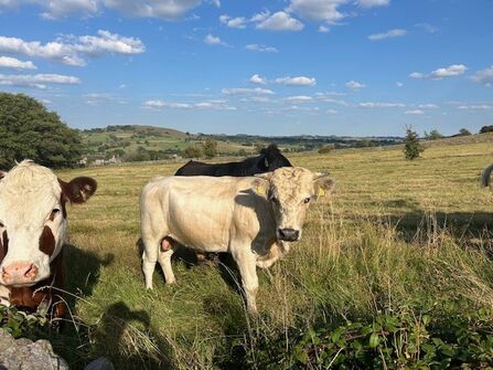 A white bull cow with a black nose and curry fur on its head stands in a field with other cows under a blue sky
