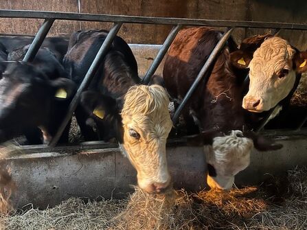 Four cows stand in a barn eating hay through metal bars
