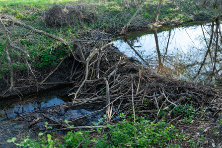 A dam created with many sticks piled up together so that they span across a waterway, pooling the water behind them