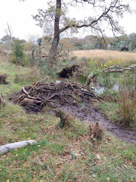 A large pile of sticks and mud at the side of a watercourse