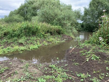 A backwater off the muddy banks of a river.