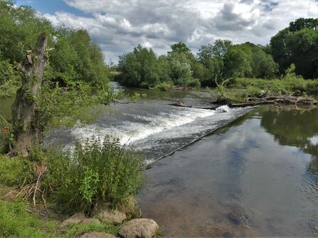 A weir in a river surrounded by greenery.