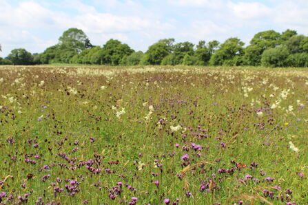 A floodplain meadow filled with flowers visited by butterflies and bordered by a dense treeline.